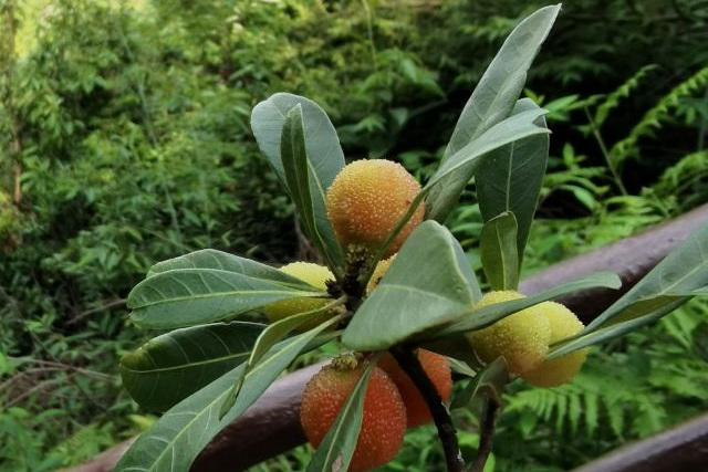 攀枝花亚热带植物标本园