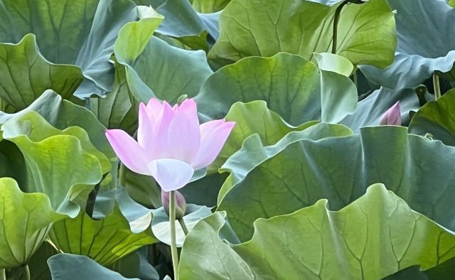 卫辉姜太公故里景区(西门)