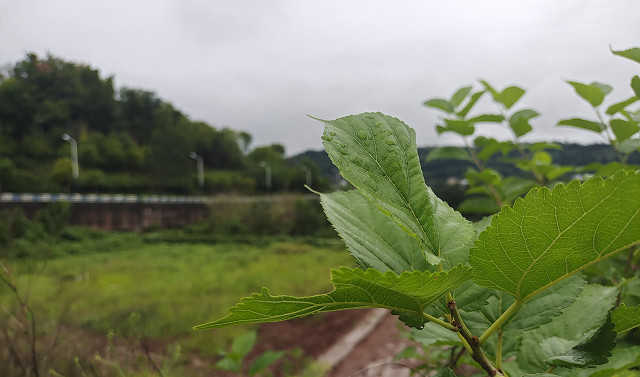 大咀山