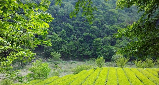 陇南康县阳坝自然风景区