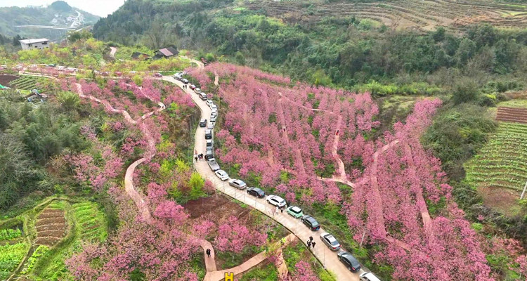 银山千里樱园景区