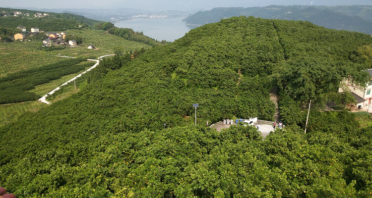中國柑橘城