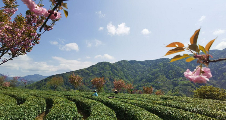 半畝茶園