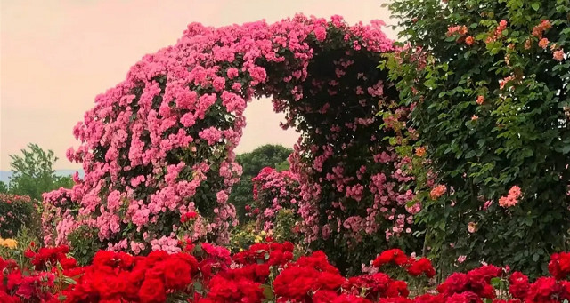 郫都花鄉(xiāng)公園
