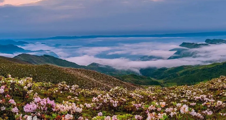 十萬(wàn)畝索瑪花波洛景區(qū)