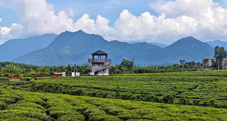 白沙原生態(tài)茶園小鎮(zhèn)
