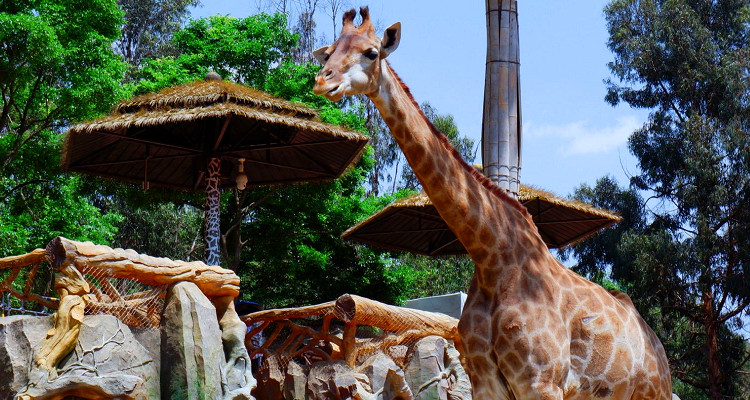 云南野生動物園