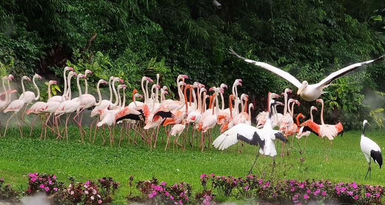 長隆飛鳥樂園