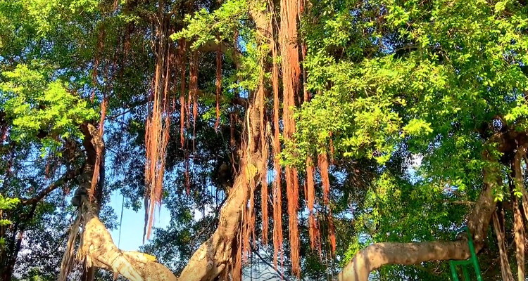 古榕公園