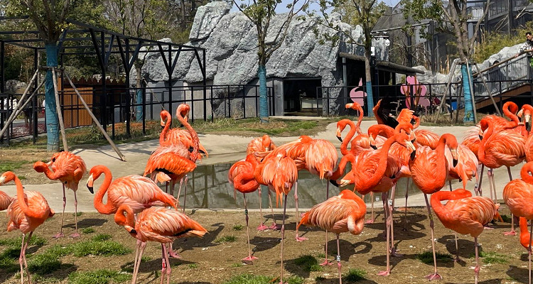 武漢動(dòng)物園