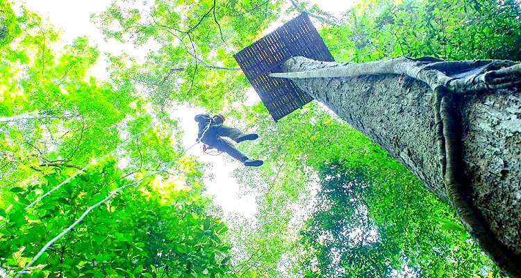 西雙版納原始森林公園叢林飛躍