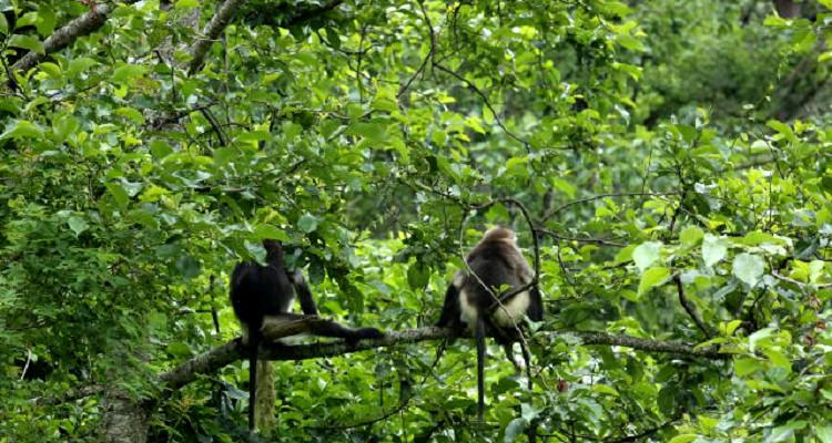 西藏芒康滇金丝猴国家级自然保护区