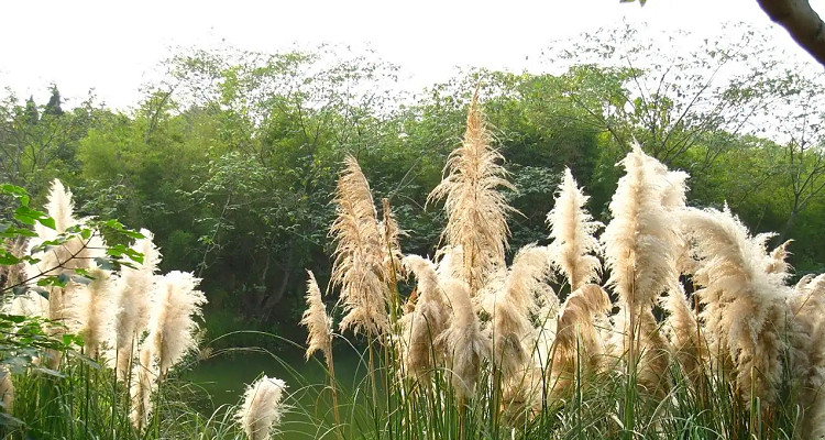 辽宁辽河口国家级自然保护区