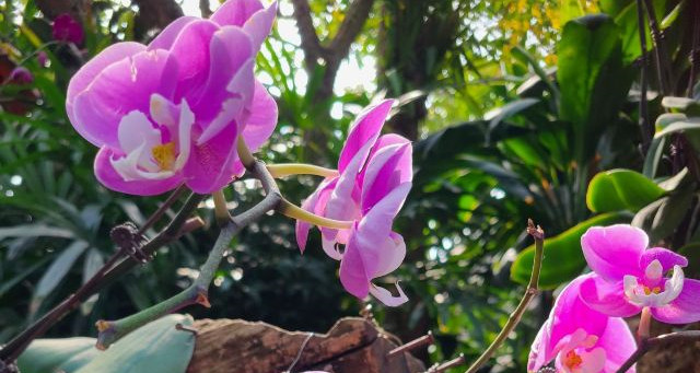 南宁青秀山兰园