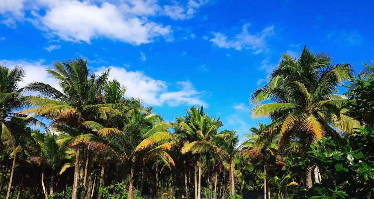 东郊椰林风景区