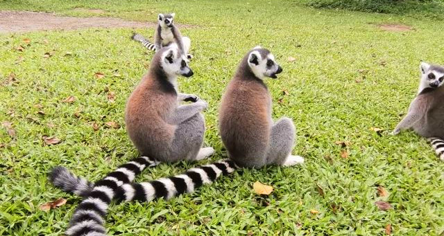 天鹅湖动物基地