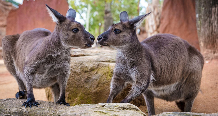悉尼野生动物园