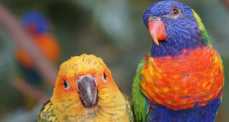 猫爪野生动物世界