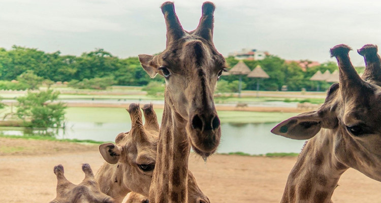 曼谷野生动物世界