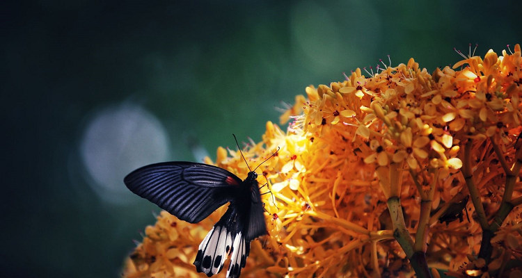海南名贵植物园