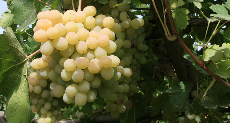 阿图什木纳格葡萄生态文化旅游景区